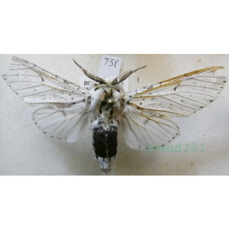 Cerura erminea (Esper, 1783) male Widłogonka gronostajka Czech75f